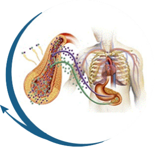 Drawing of the human stomach and upper body organs showing the effects of Healthe Trim energy boosting, weight management, appetite suppressant supplement in action.