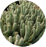 The Hoodia Gordonii is a native South American succulent plant that helps eliminate cravings and to promote weight management and better health.