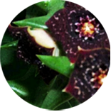 A Caralluma is a succulent plant that may help eliminate cravings and suppress appetite for weight loss.