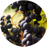 The Resveratrol plant's dark berries are known for having antioxidant properties to help detox and cleanse.