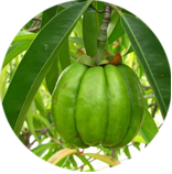 The garcinia cambogia plant that contains Hydroxycitric Acid which promotes weight loss by helping manage appetite.